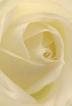 Captured in intimate detail, this rose reveals its soul within each velvety ivory petal, spiraling to a tranquil core. The flower's blend of cream and pale lemon hues is gently embraced by soft, diffused light, echoing the calm rhythm of Petts Wood mornings. Florists local to Station Square or Chislehurst Road bring out the bloom's harmonious shape, with inviting layers that seem almost translucent-beckoning one to trace their curves as if recalling a cherished memory. This bouquet feels like a quiet celebration, a token of steadfast love, or an anniversary gesture that speaks volumes without uttering a word. The petals' smooth, matte finish diffuses the surrounding light, softening each shadow and lending the whole arrangement a dignified, restful mood. Inhaling deeply, one can almost sense a barely-there floral scent, subtle yet unmistakably pure. This arrangement, available for intimate gatherings or heartfelt deliveries in Petts Wood, bears the signature of thoughtful local artistry, weaving elegance and timelessness into every petal and stem.
