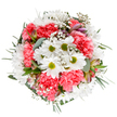 Awash with the lively spirit of Petts Wood's changing seasons, this bouquet bursts with pure white daisies and coral-pink carnations-each bloom thoughtfully positioned atop a gallery-white backdrop that highlights their unique beauty. The arrangement's centrepiece features friendly, open-faced daisies crowned with green centres, symbolising new beginnings. Encircling them, the carnations fan out in plush, ruffled layers that bring a touch of gentle romance and visual depth, much like the blooming hedgerows near Jubilee Country Park. Interspersed between are floating sprays of baby's breath, their tiny star-like flowers lending an airy, serene quality that recalls the delicate movement of petals on a warm breeze. Subtle accents of pale-hued alstroemeria and eucalyptus foliage peek from the nest of blooms, their soft scent and satin-matte leaves adding another sensory layer. The whole ensemble is rounded, balanced, and brimming with the vitality that echoes the natural beauty of the local area. Whether gracing a dining table, marking a milestone birthday, or offering comfort to a friend, this bouquet conveys a message of hope, joy, and heartfelt connection, reflecting both the artistry and warmth of a Petts Wood florist's touch.